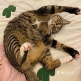 收养的流浪猫，真是越来越可爱，越看越好看