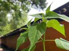 -狼山风景名胜区