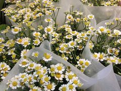 -朝来春花卉市场