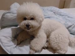 -萌宠之家·腊肠犬·马尔泰·小体犬舍