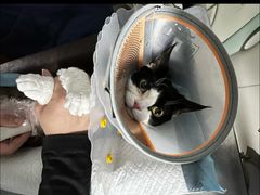 -纳吉亚猫专科动物医院博雅分院