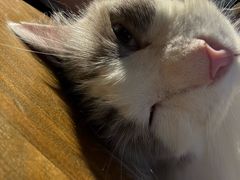 -猫猫幼稚园·撸猫·桌游·电玩