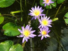 -国家植物园南园