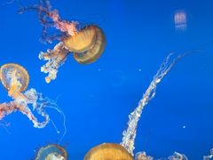 -太平洋海底世界