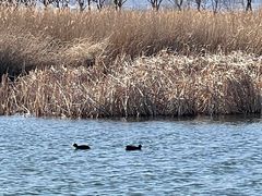 -野鸭湖国家湿地公园