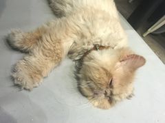 -小时光咖啡馆(开森度假森林店)
