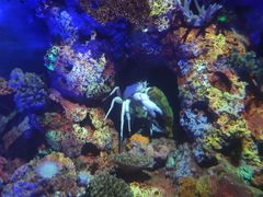 -上海海洋水族馆