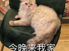 -猫大福·Fortune Cat猫舍(百子湾店)