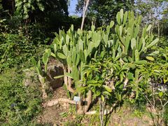 -深圳仙湖植物园