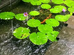 入户花园池塘-候鸟水榕庄度假酒店