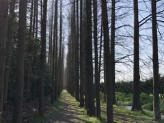 -上海长兴岛郊野公园