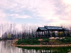 -合肥滨湖国家森林公园