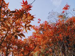 -广州市帽峰山景区