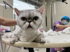-北京观赏动物医院·24小时大型综合·猫专科·异宠专科