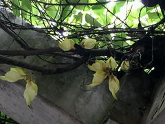 -华南国家植物园-售票处