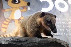 -Zoolung Zoolung动物主题公园(海信广场店)