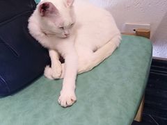 -猫色咖啡·猫咖
