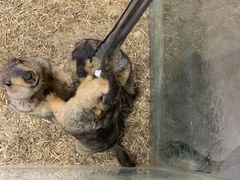 -浣熊柯尔鸭土拨鼠·电玩咖