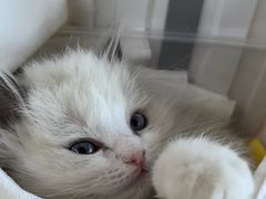 -中农国际动物医院24小时·猫科·骨科·急重症中心