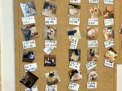 -楼上猫咖(罗湖店)