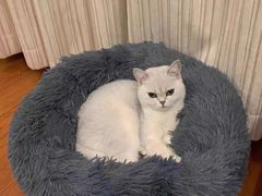 -宠福鑫康馨动物医院·骨科·眼科