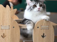 -飞行喵MR PILOT|猫舍·猫咖(静安大融城店)