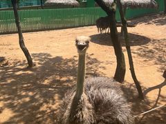 -西霞口神雕山野生动物世界