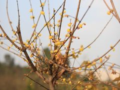 -三圣花乡旅游区