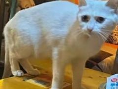 -树洞桌游宠咖小酒馆