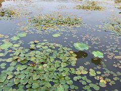 -长兴太湖图影湿地文化园