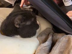 -PETKIT小佩宠物·低压洗护(国顺东路店)