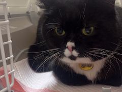 -瑞派康怡24h宠物医院·犬猫医疗中心·微创绝育(瑞景分院)