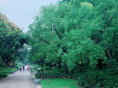 -上海滨江森林公园