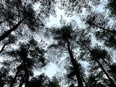 -重庆睡佛山森林公园