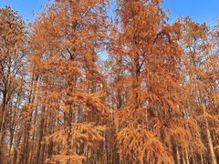 -上海共青森林公园