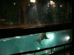 -清迈夜间动物园