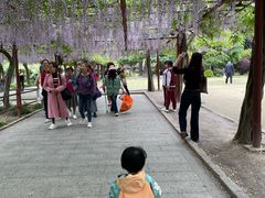 -嘉定紫藤园