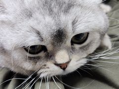 -康爱犬猫诊所·牙专科·骨外科·影像内科(丰宁店)