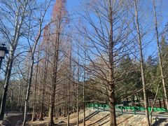 -白水寺森林公园