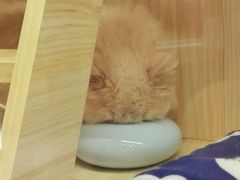 -momokira米努特·德文卷毛猫·棉花面纱犬