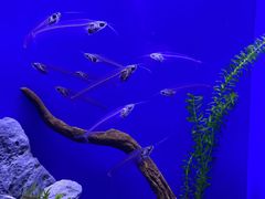 -上海海洋水族馆