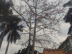 -深圳仙湖植物园