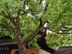 -西园戒幢律寺