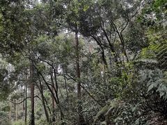 -三门江国家森林公园