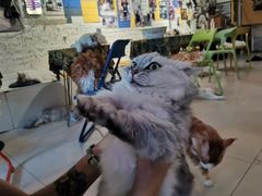 -平行世界·猫咖(首经贸店)