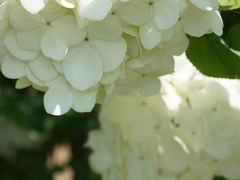 -上海滨江森林公园