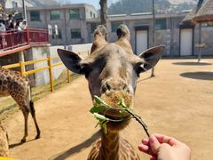 -西霞口神雕山野生动物世界