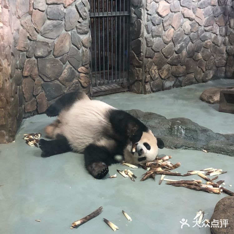 成都旅游攻略|休闲看熊猫之旅