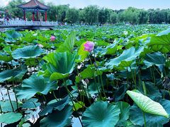 -长春市南湖公园