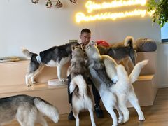 -Husky Go! 哈士奇体验馆·宠物咖啡厅狗咖